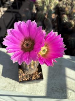 Echinocereus pamanesiorum